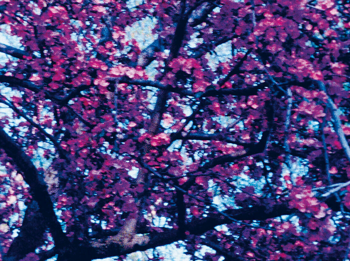 A still from a video of a tree of pink flowers. 