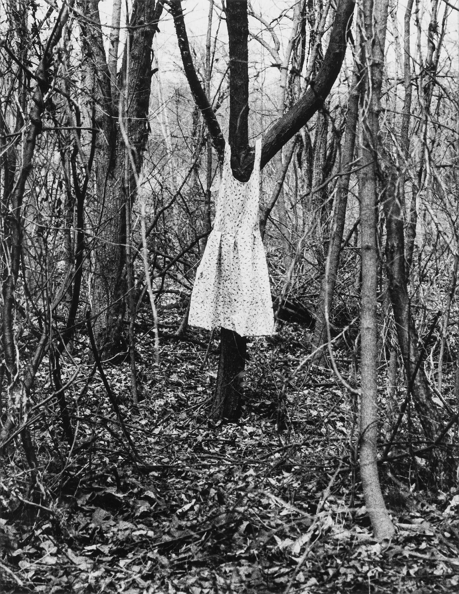 A photograph of a dress on a tree in a forest.