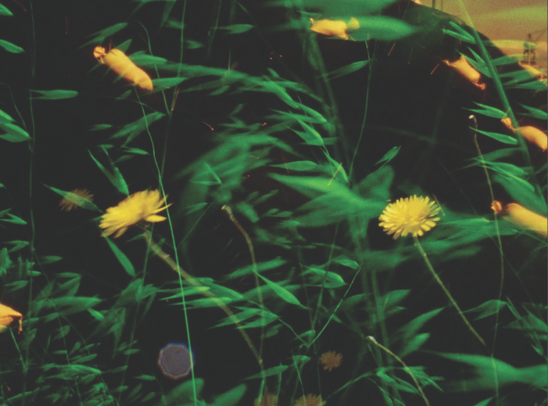 Still from Jerome Hiler film. Image of grass and dandelion flowers.