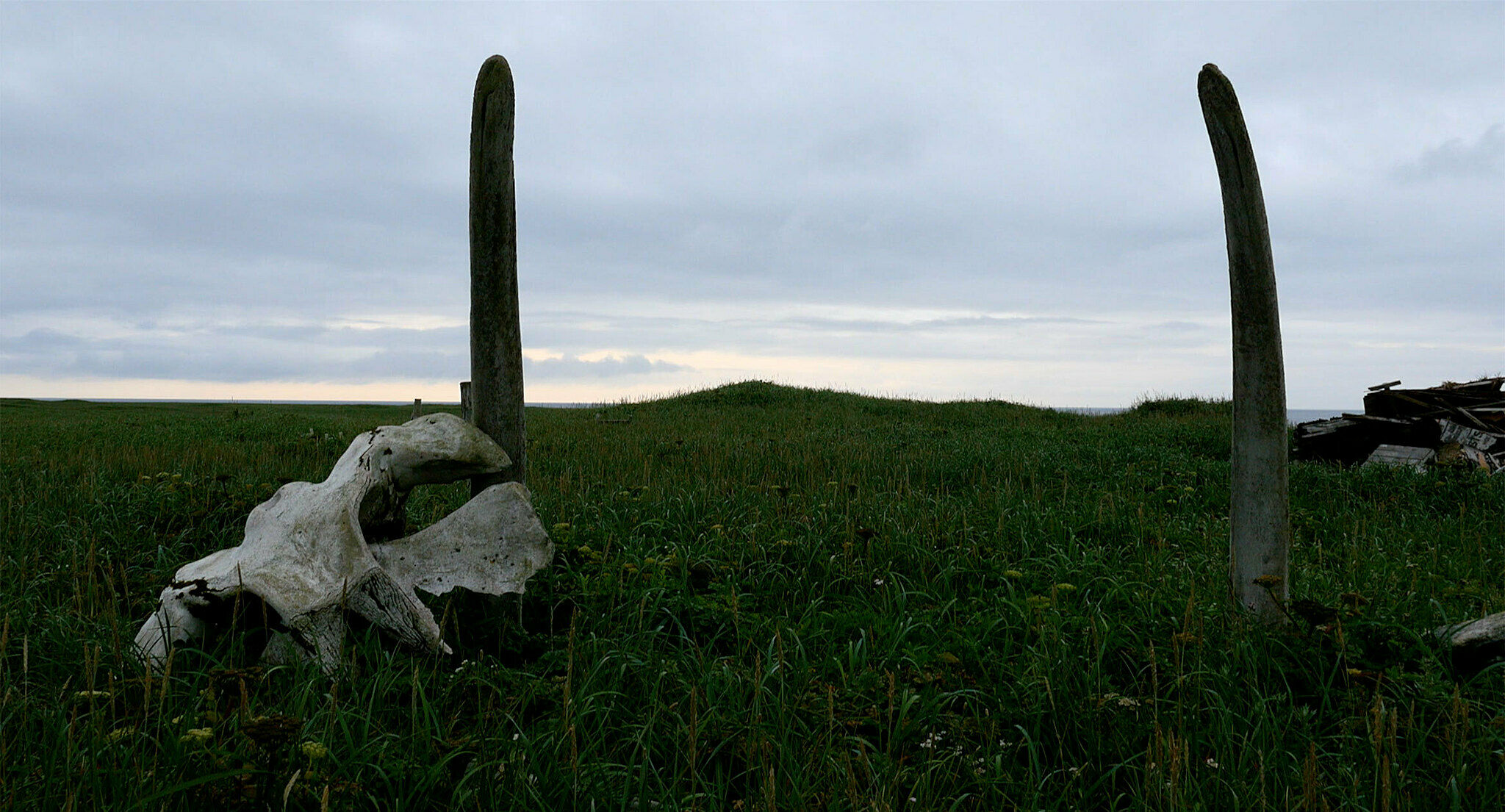 Still from digital video by Sky Hopinka. Image depicts grassy field with two cacti and an animal skull