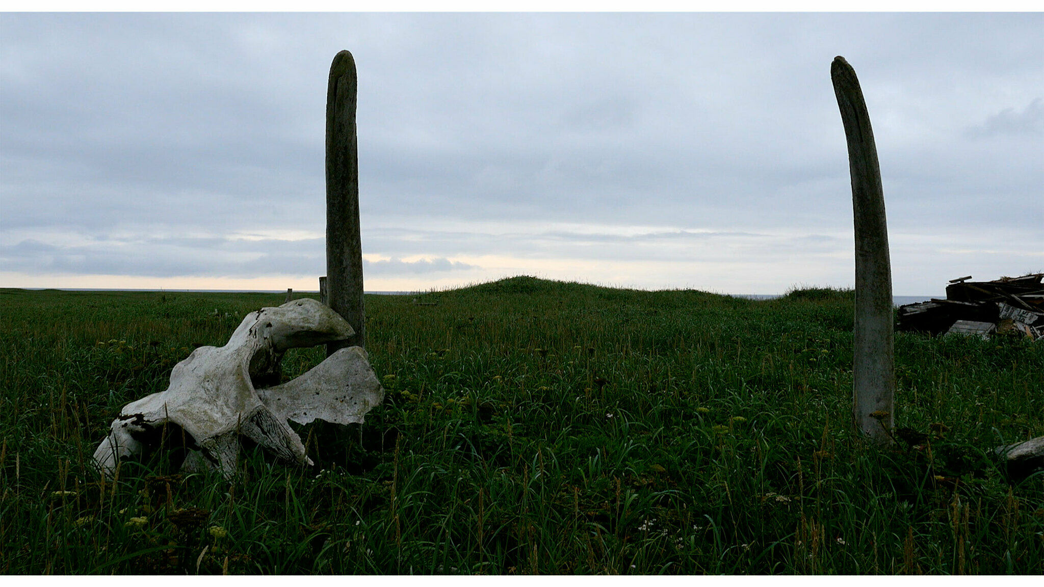 Still from digital video by Sky Hopinka. Image depicts grassy field with two cacti and an animal skull