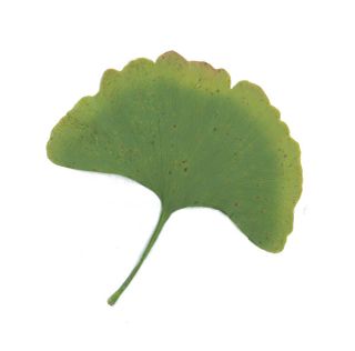 Green ginkgo leaf.