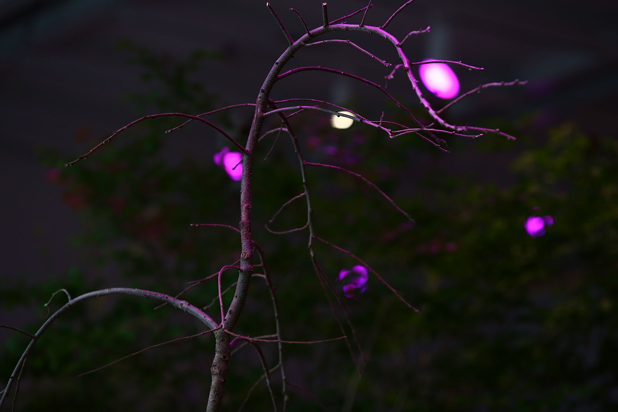 Tree branch bathed in purple light