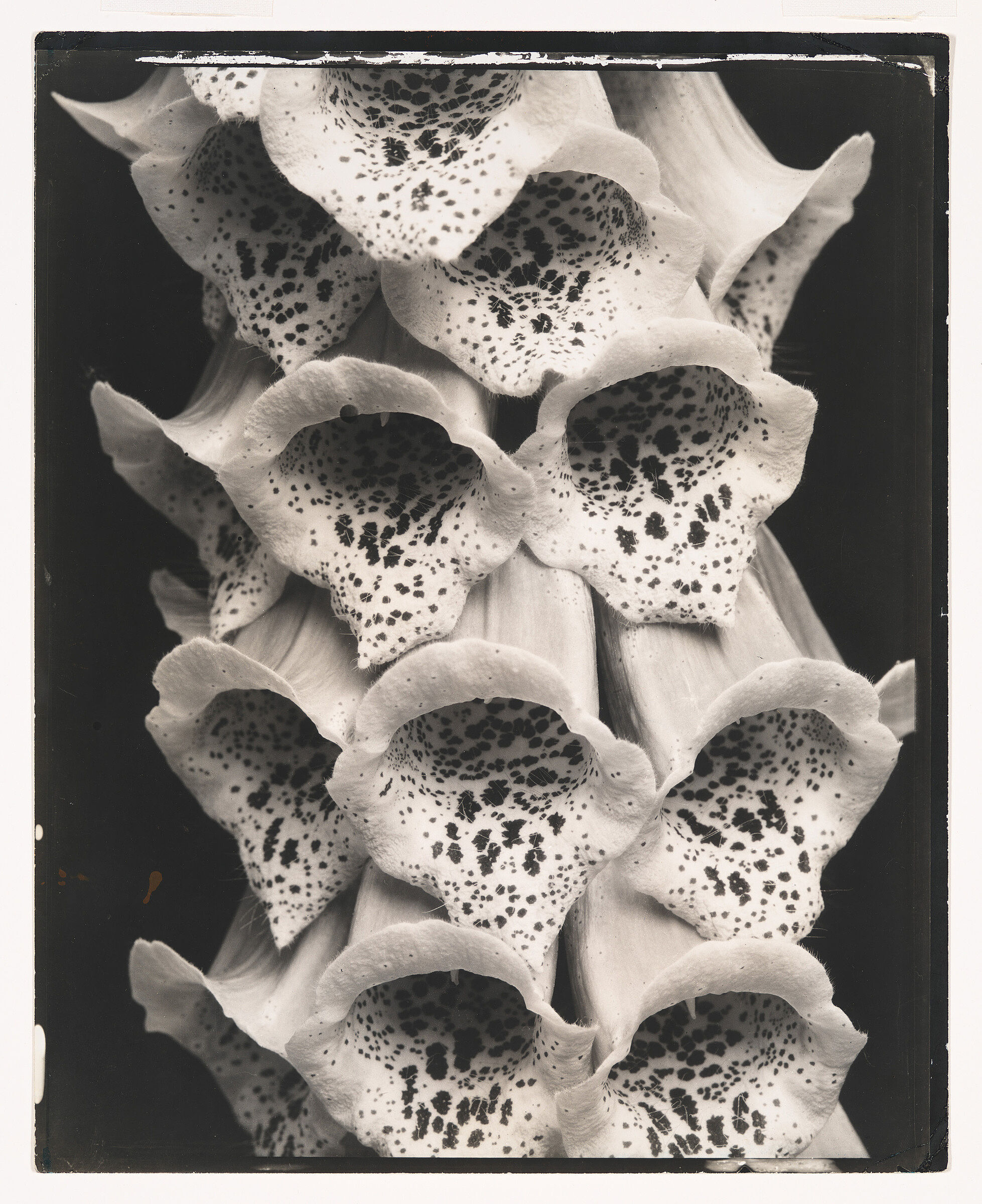 Stacked flowers in a black and white photograph.