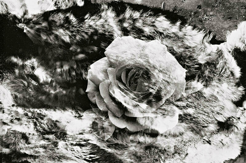 A rose in a photograph that is superimposed.