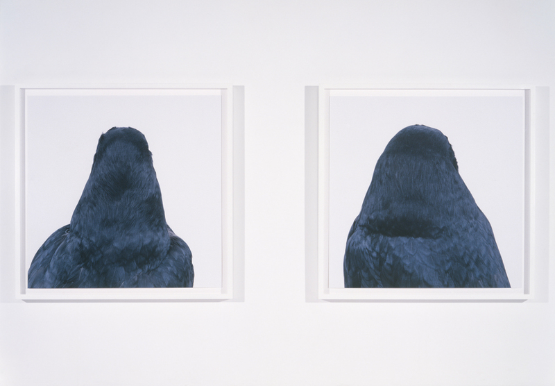 roni_horn_bird_detail_1.jpg