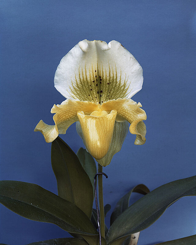 Photograph of white orchid with blue backdrop. 