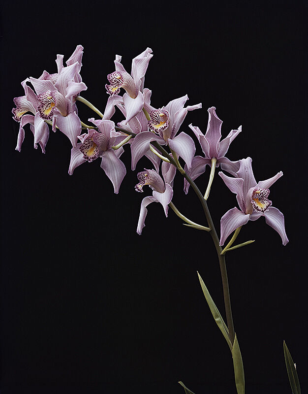 Photograph of multiple purple orchids on one stem. 