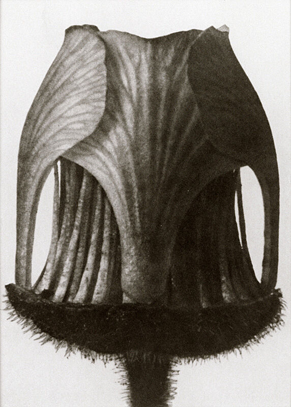 Close-up black and white photograph of a flower prior to blossoming.