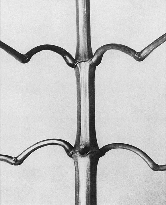 Close-up black and white photograph of flower stem.
