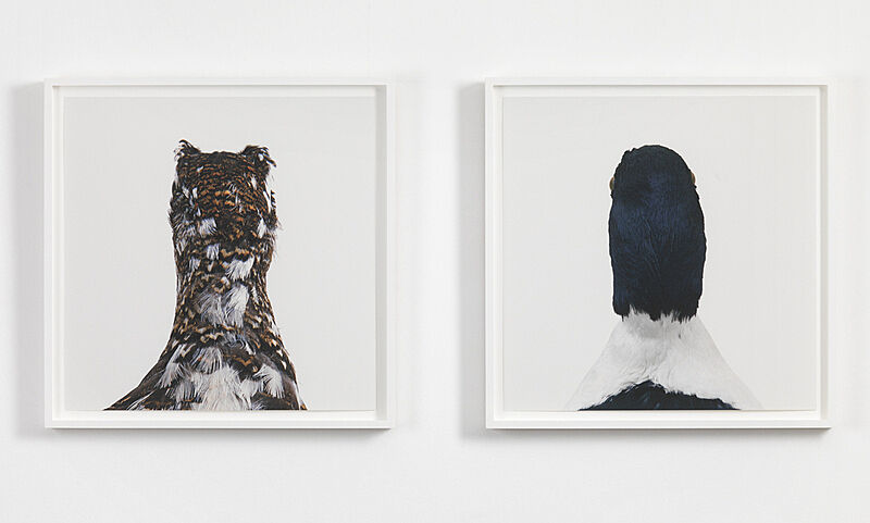 Two images of bird heads
