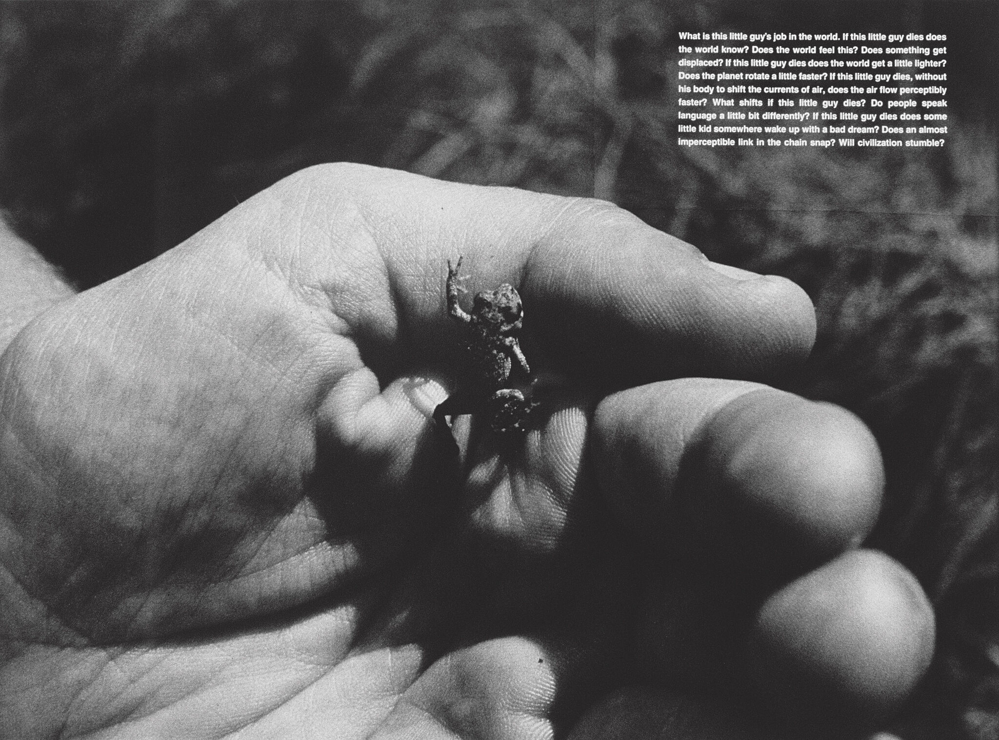A black and white photograph of a small frog in the palm of someone's hand. 