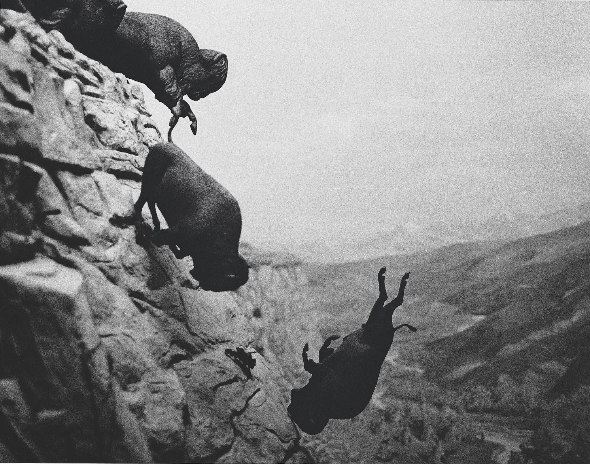 A black and white photograph of buffaloes falling off of a cliff. 