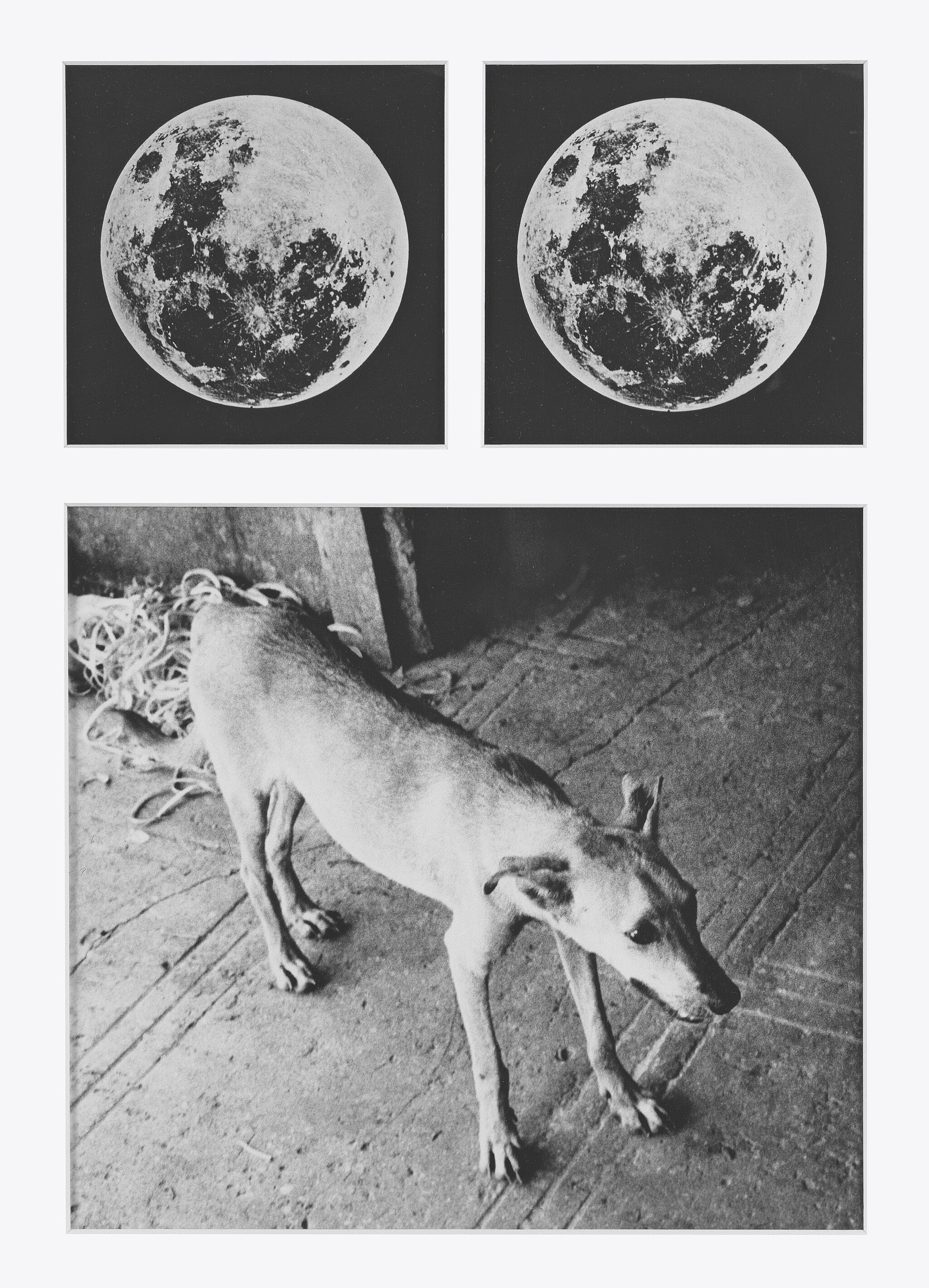 Pictures of dogs and the moon.