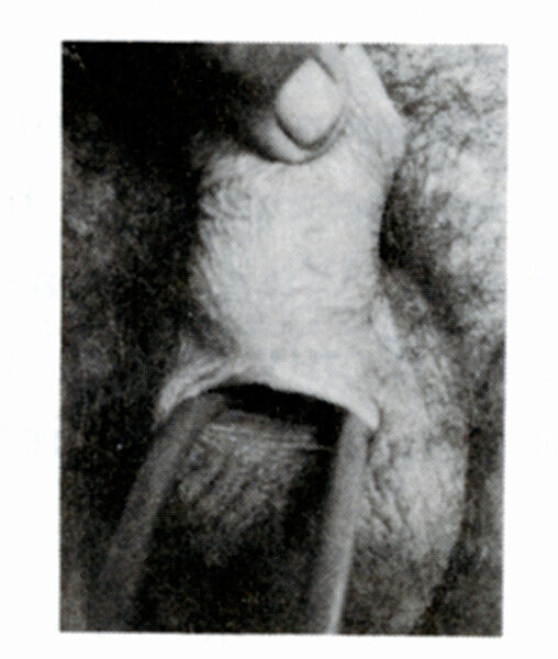 A polaroid photograph. 