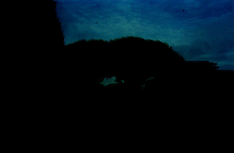 Trees in the dark. 