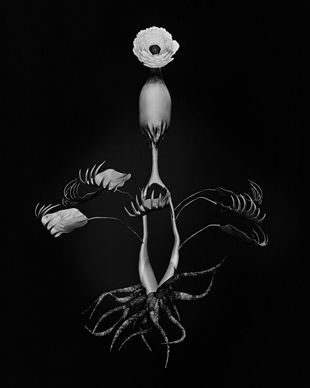 A black and white print of a flower and its roots. 