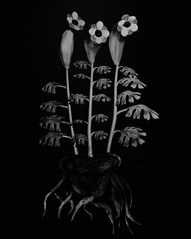 A black and white print of flowers and their roots. 