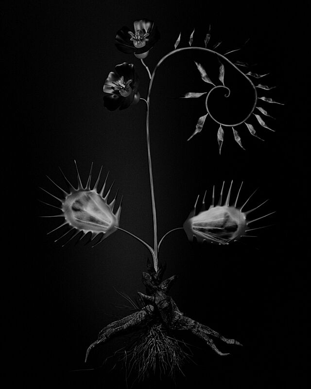 A black and white print of a flower and its roots. 