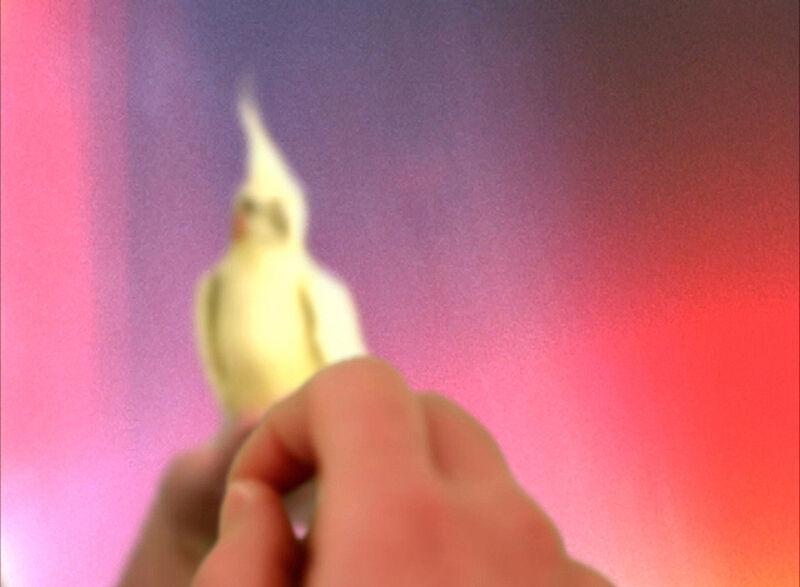 A blurry image of a hand holding a bird. 