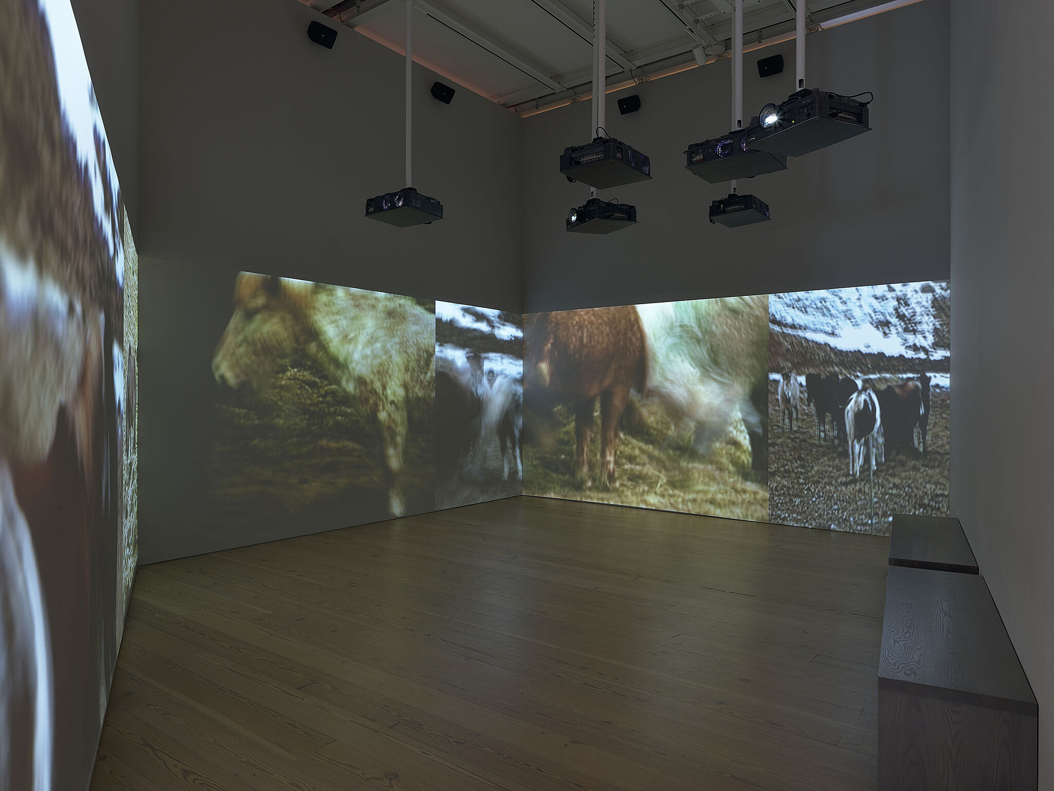 A photo of the Whitney galleries with various movie projections on the walls.
