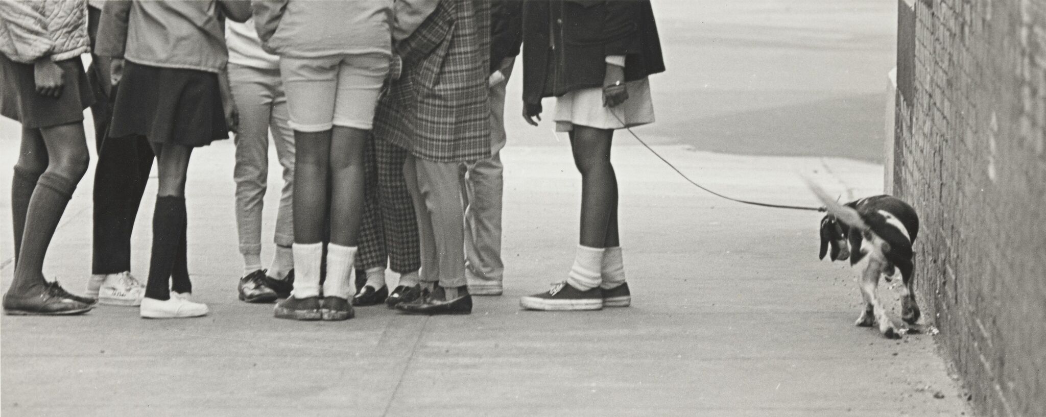 A group of girls huddled together on the sidewalk. One is holding a leash attached to a dog. 