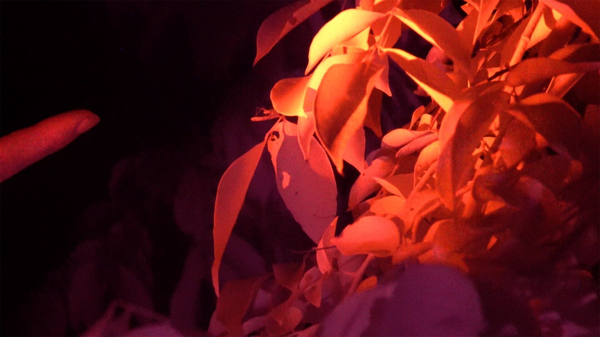 A person's finger reaches for some foliage illuminated by reddish orange light. 