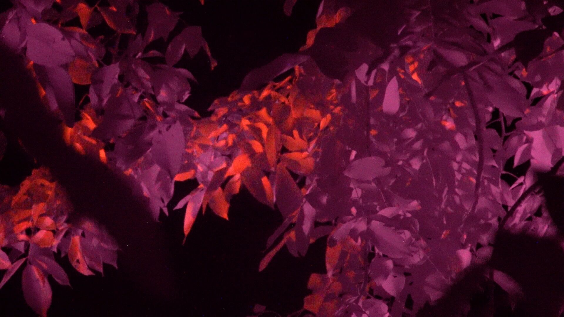A still from Flatwing featuring multi-colored leaves against a dark background. 