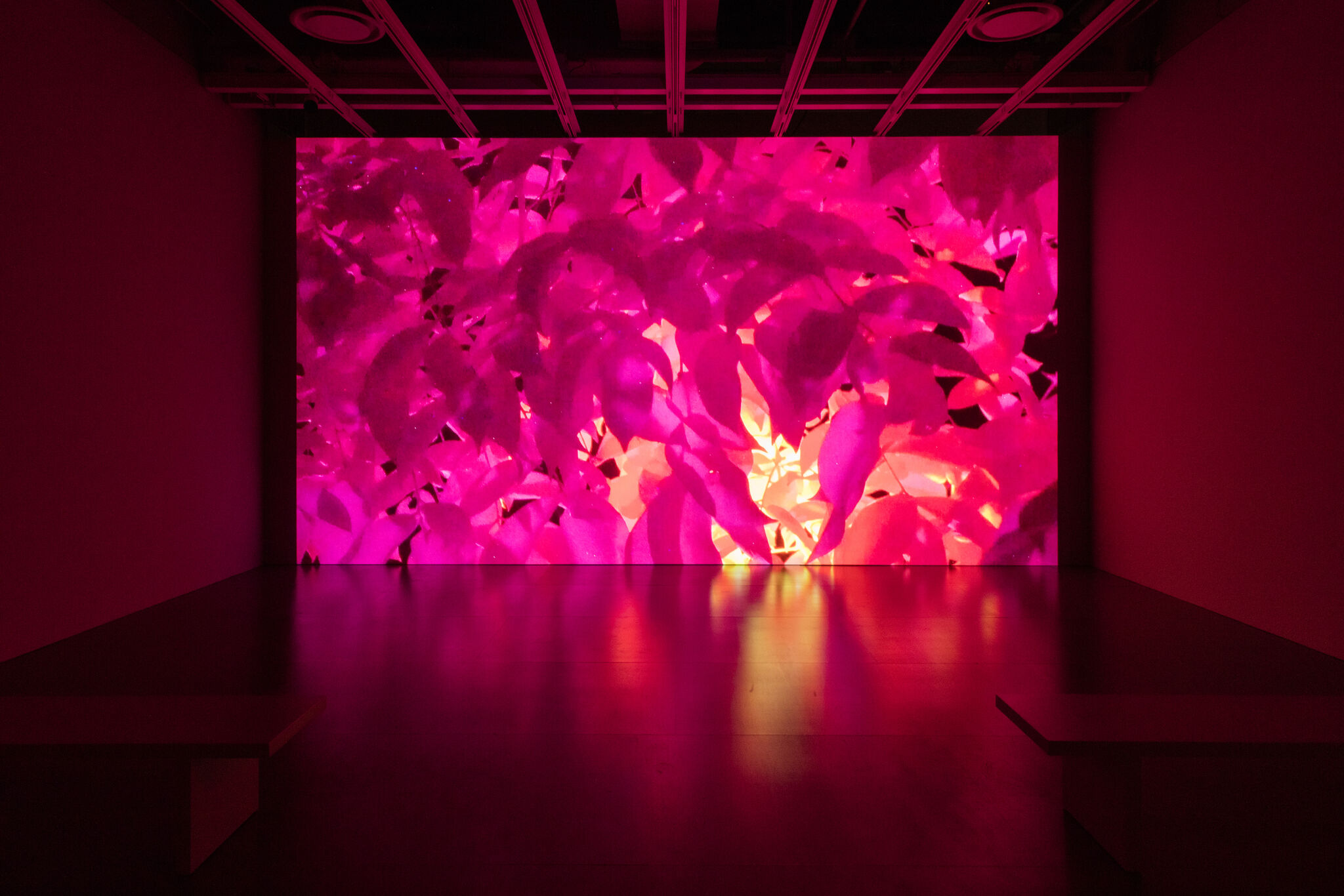 A floor-to-ceiling video screen featuring a still from Madeline Hollander's Flatwing video installation.