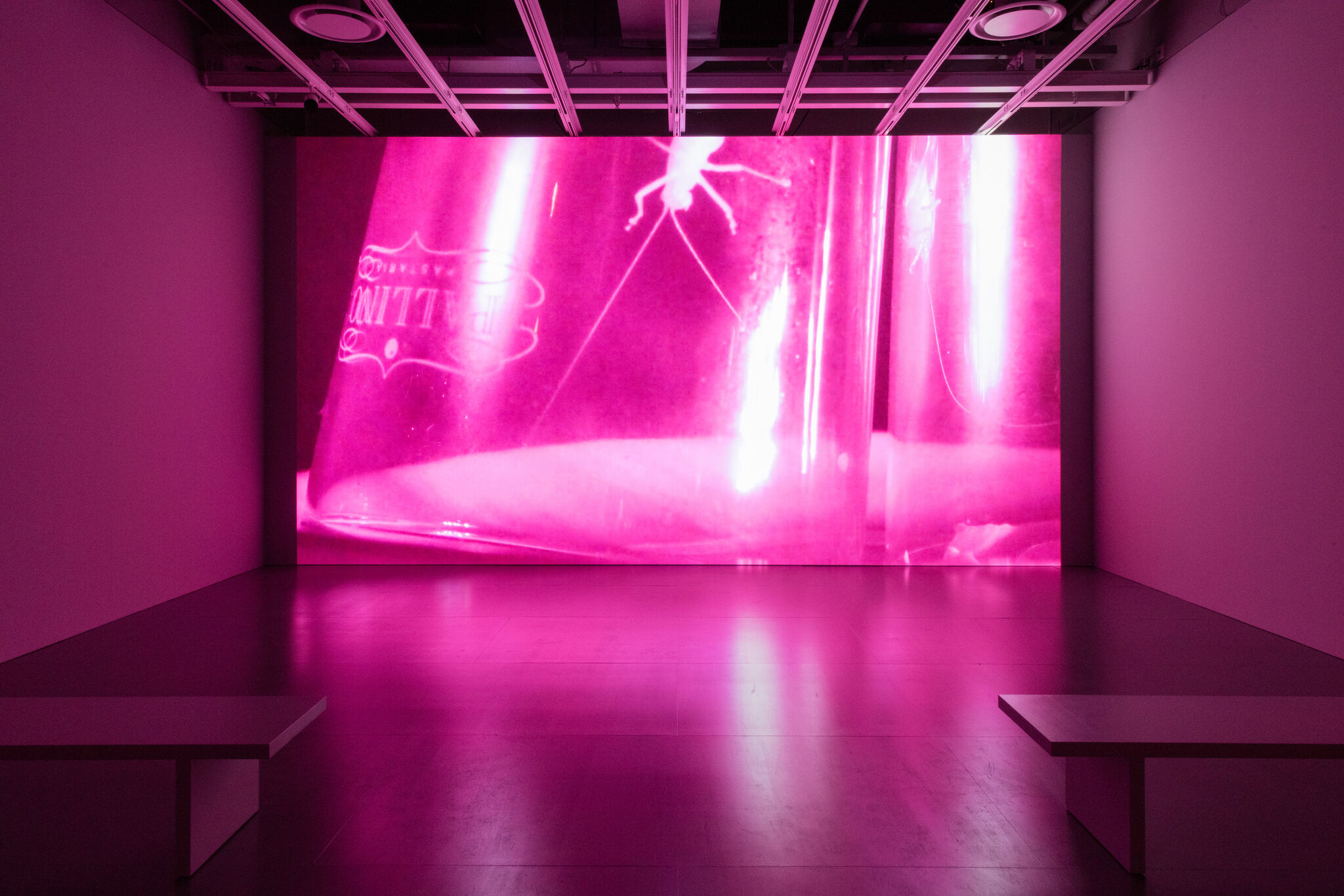 A floor-to-ceiling video screen featuring a still from Madeline Hollander's Flatwing video installation.
