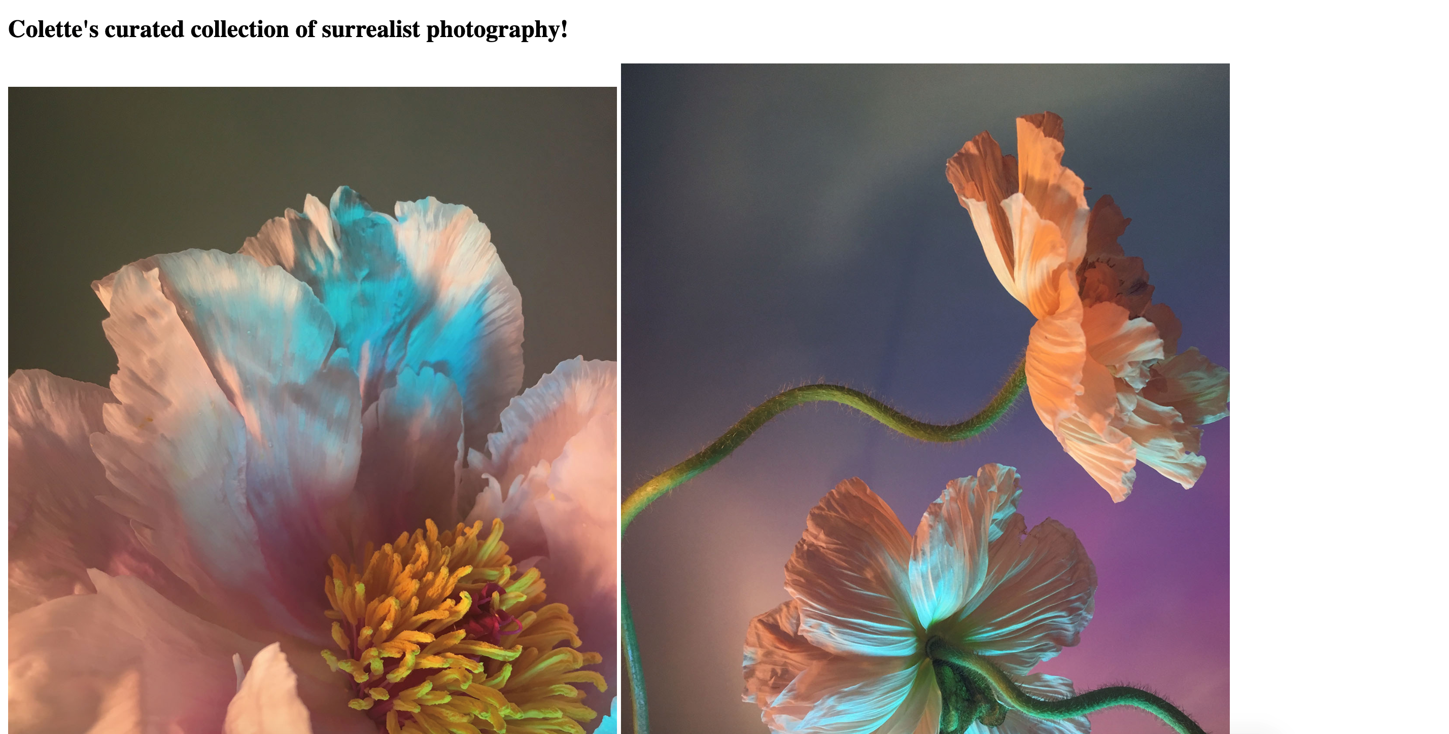 Two photos of flowers cropped together into one image.