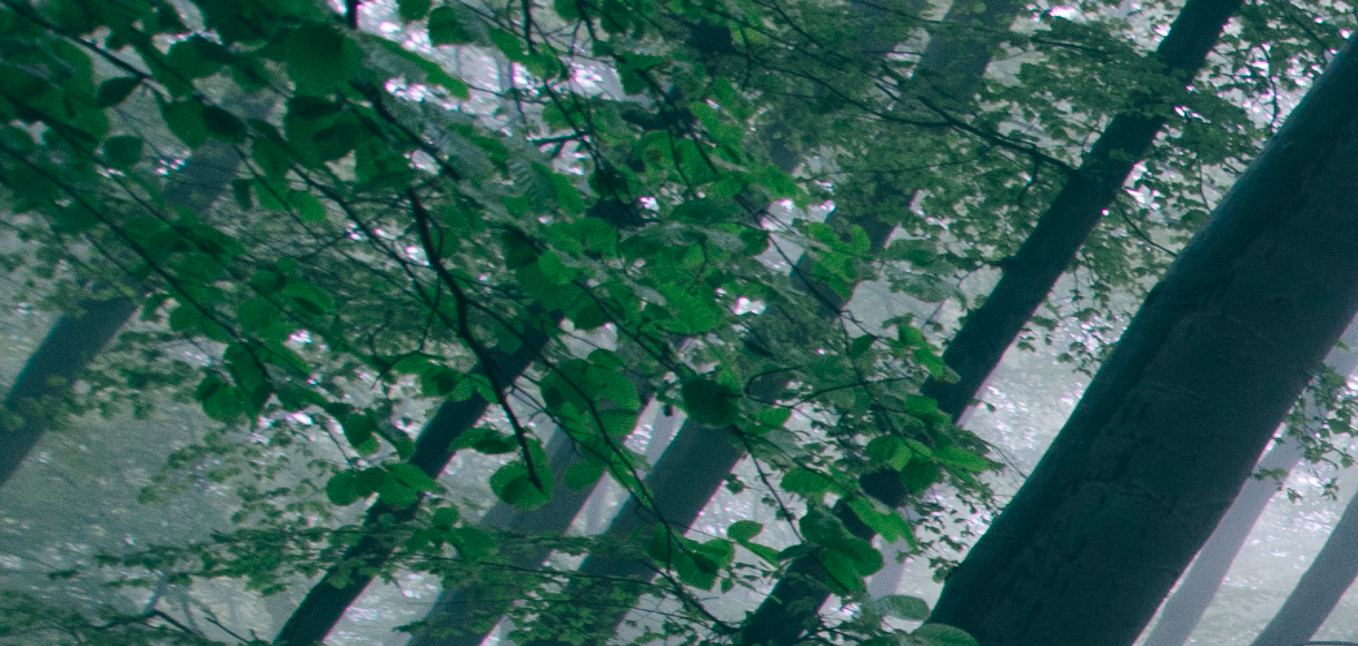 A cropped photograph of a series of trees. 