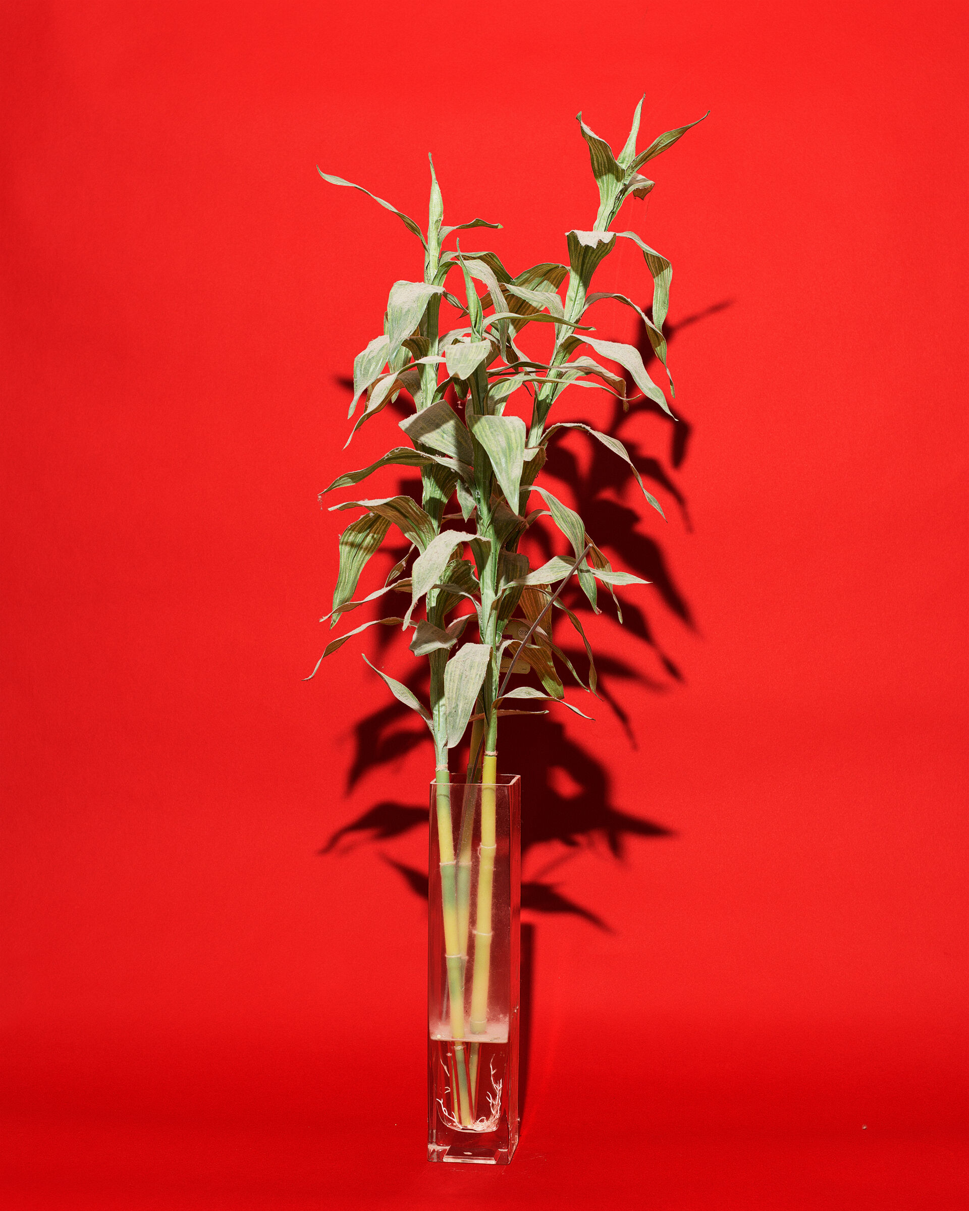 Sprigs of bamboo in a small glass vase, set against a bright red background.