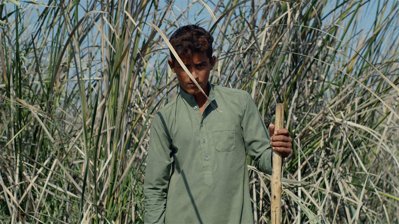 A person standing amongst tall grass and holding a stick in their left hand. 