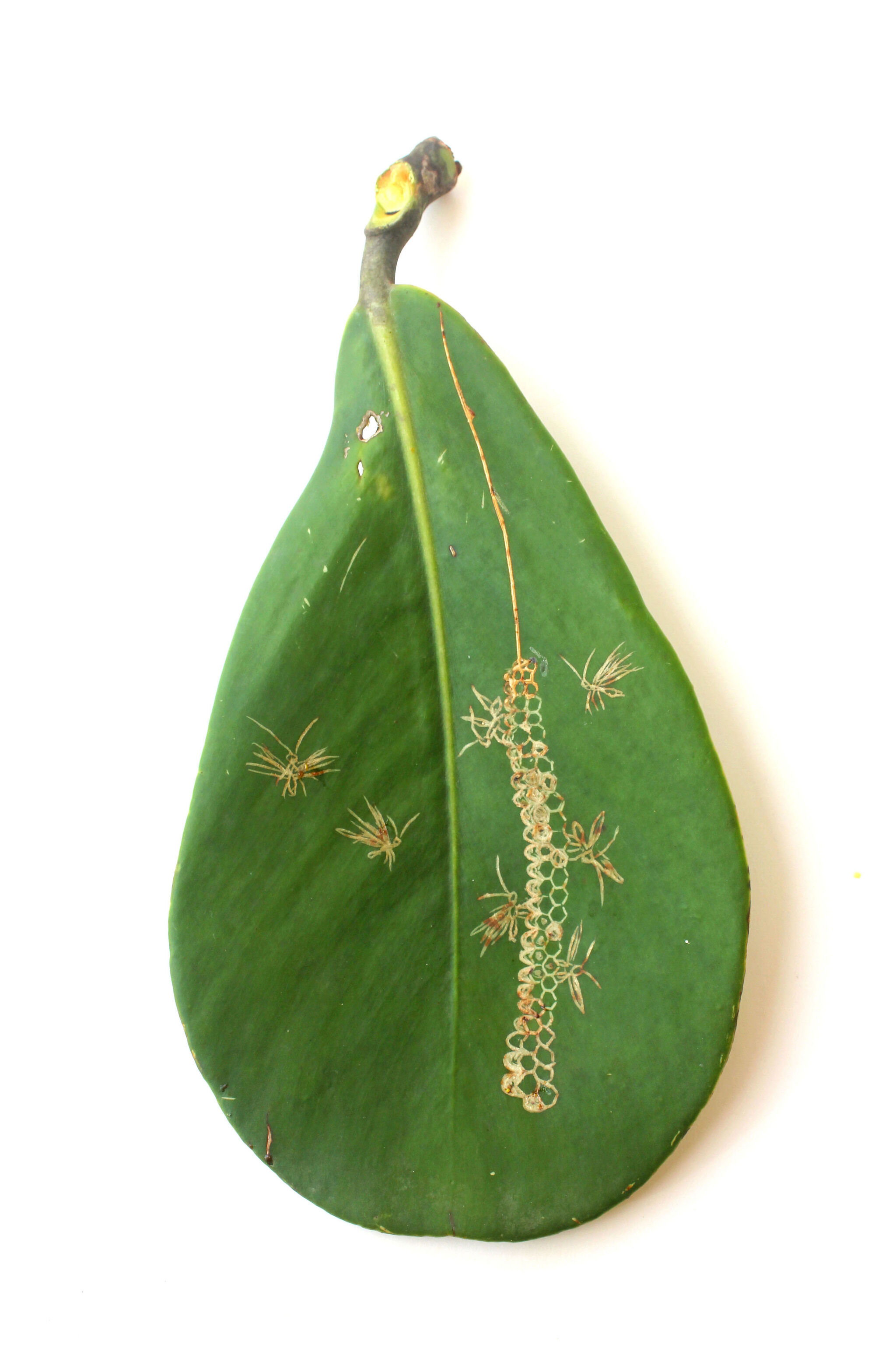 A green leaf with a sketch that resembles wasps flying and feeding on a fruit spike.