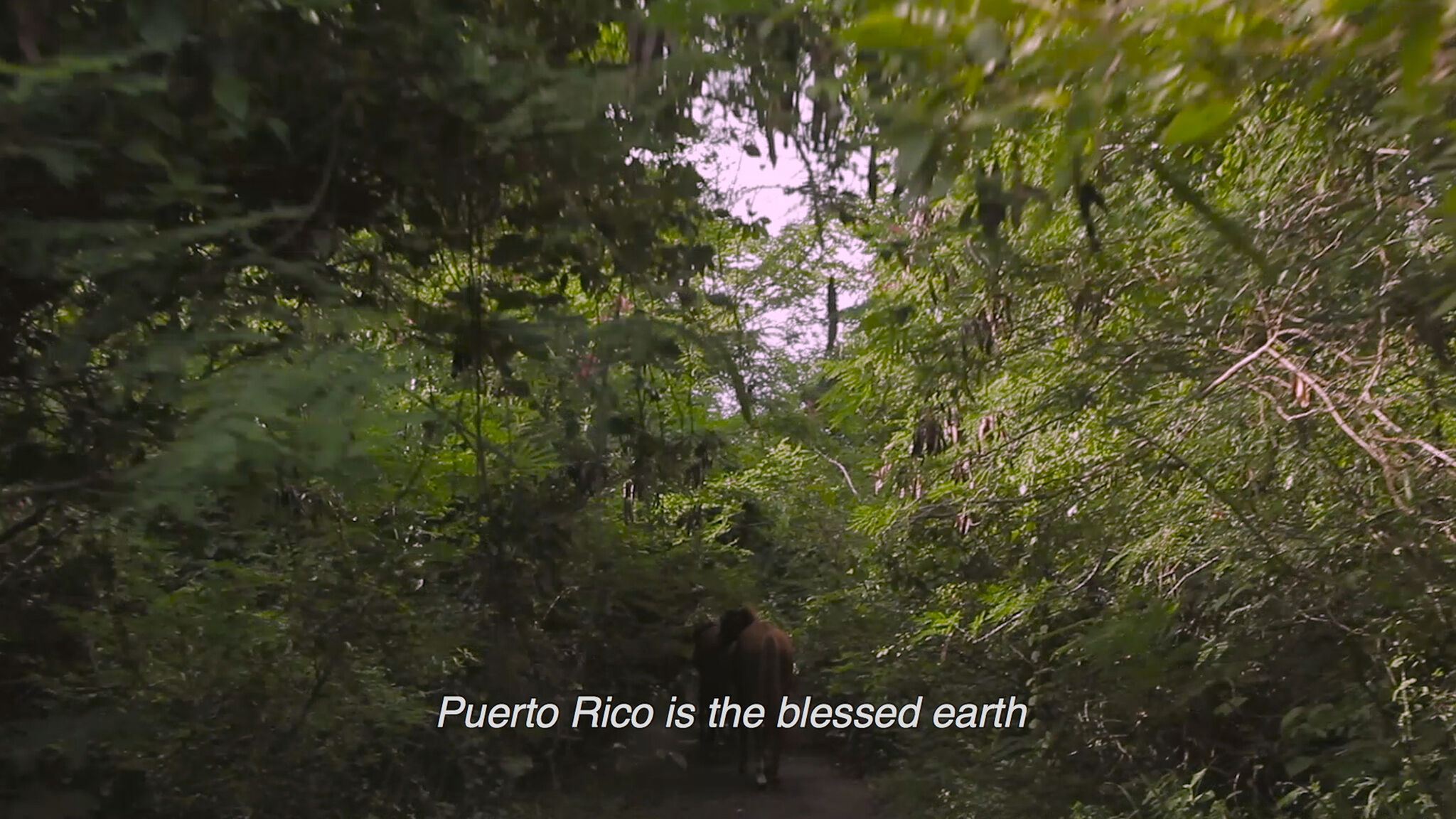 Still of a lush forrest with caption that reads "Puerto Rico is the blessed earth."