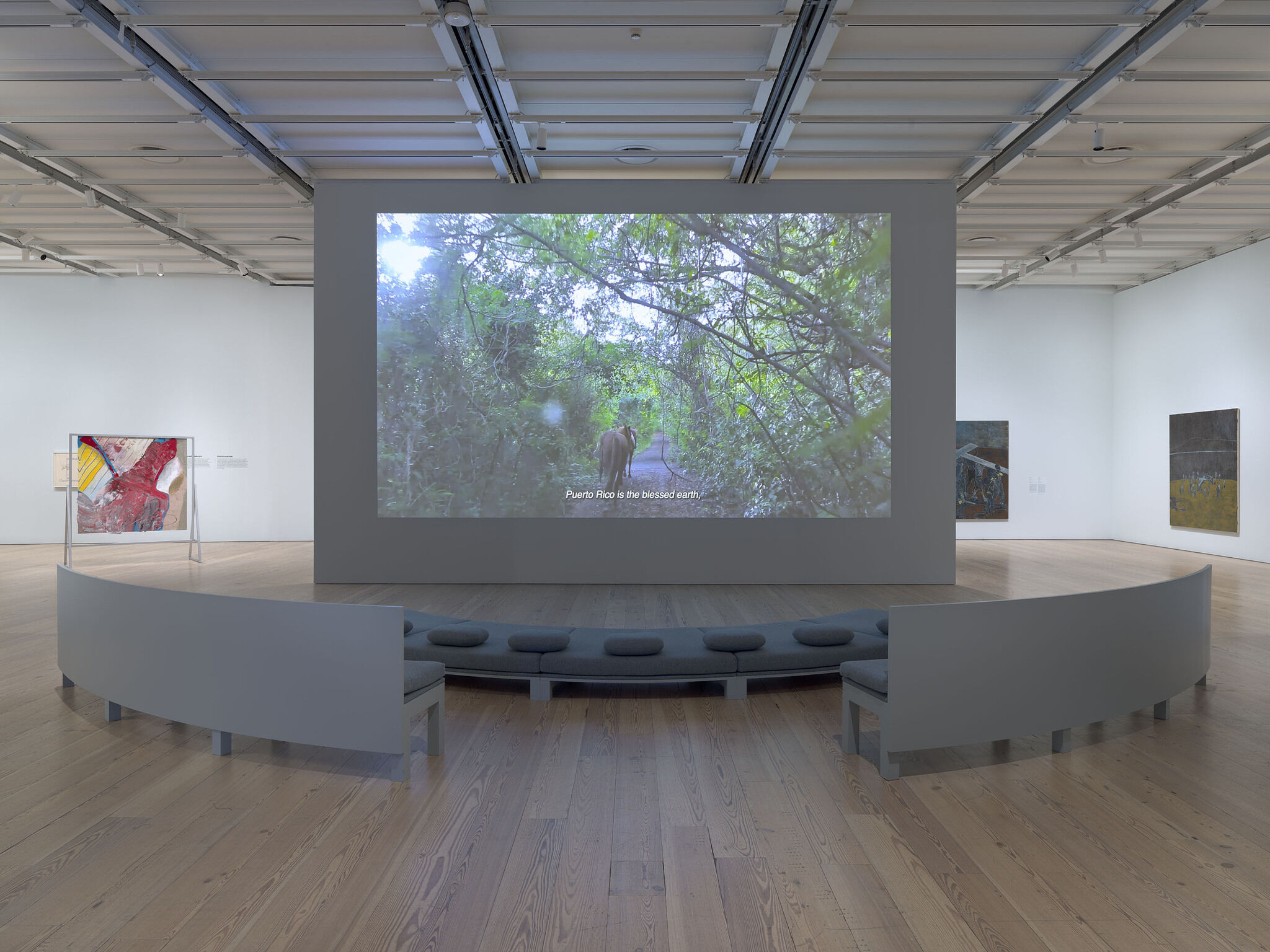 A projection of a horse walking through trees in front of three couches.