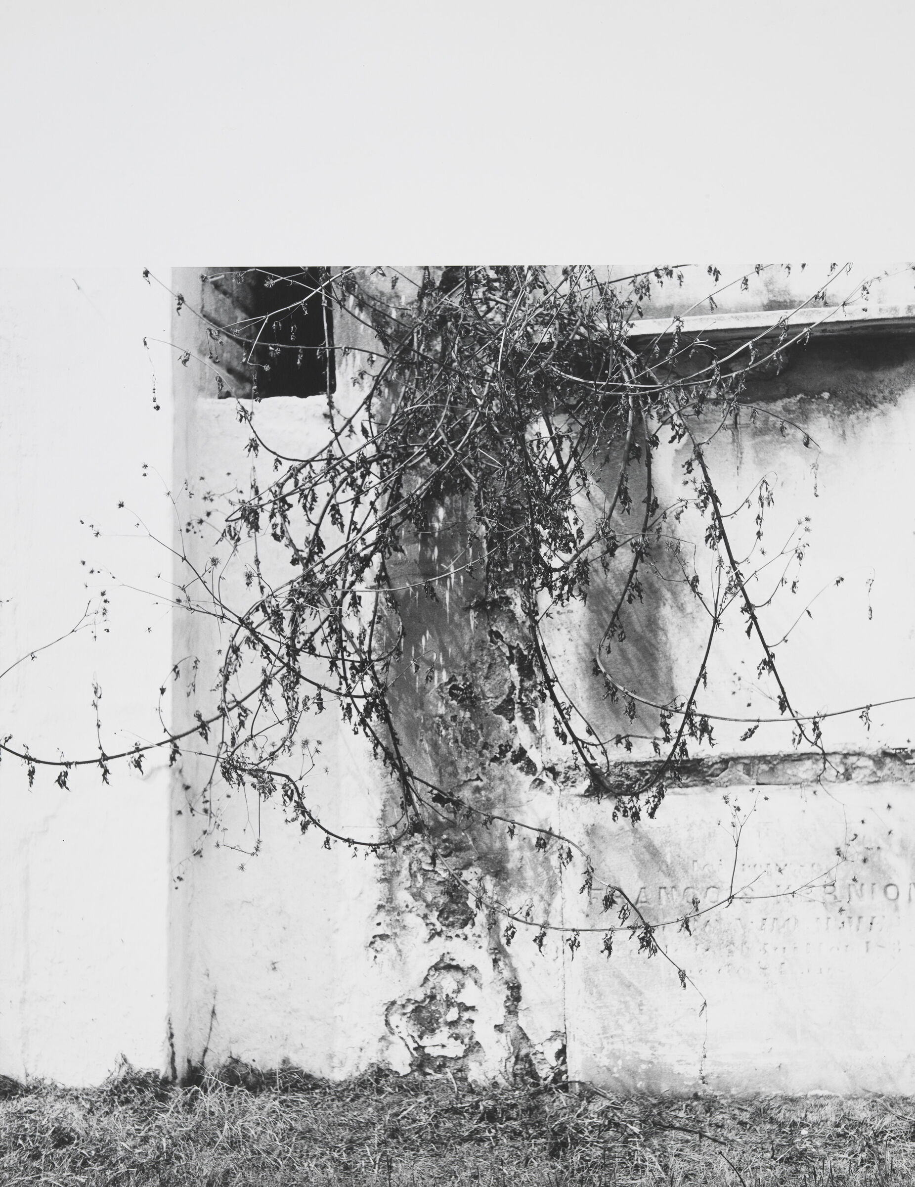 A photograph of a wall with a hole in it covered by a dry vine. 