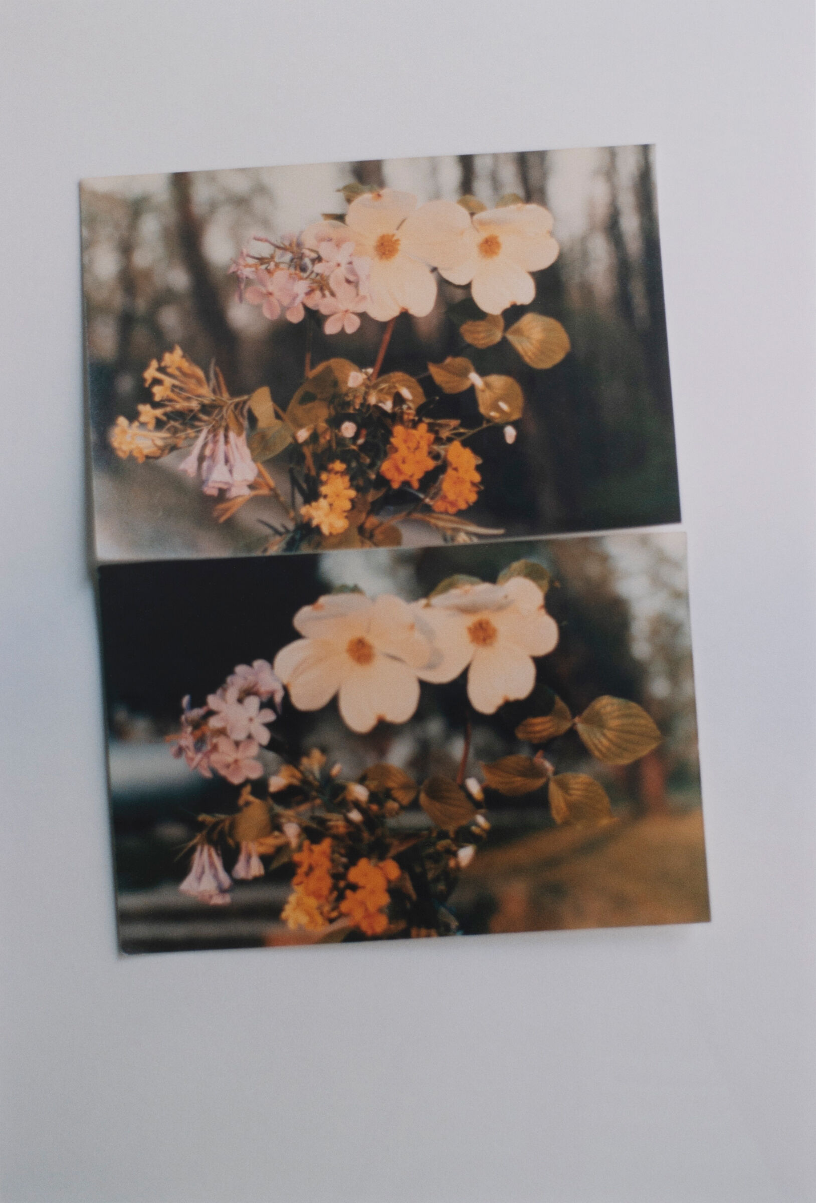 Two photographs of pink and orange flowers on a grey sheet.