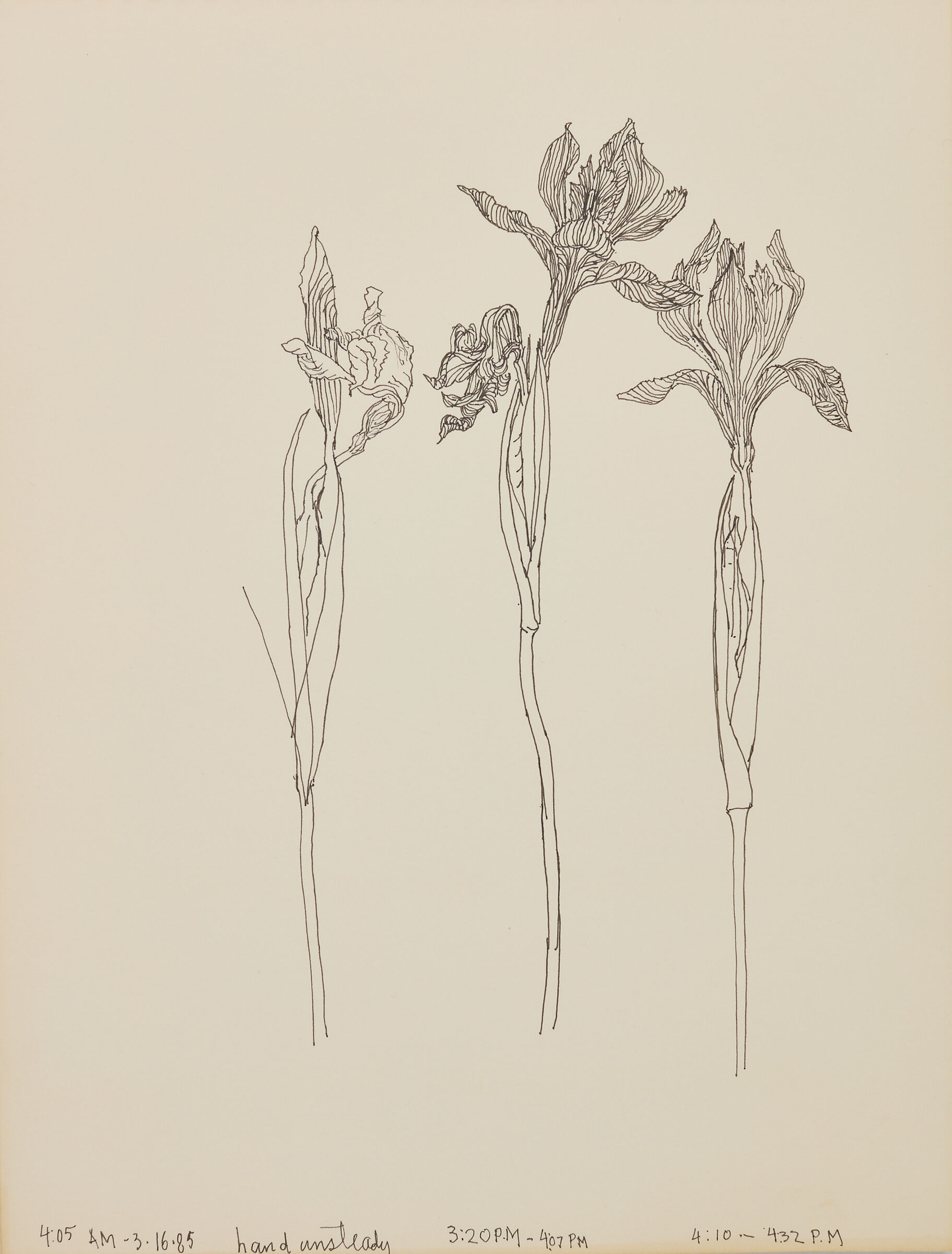 A sketch of three flowers.