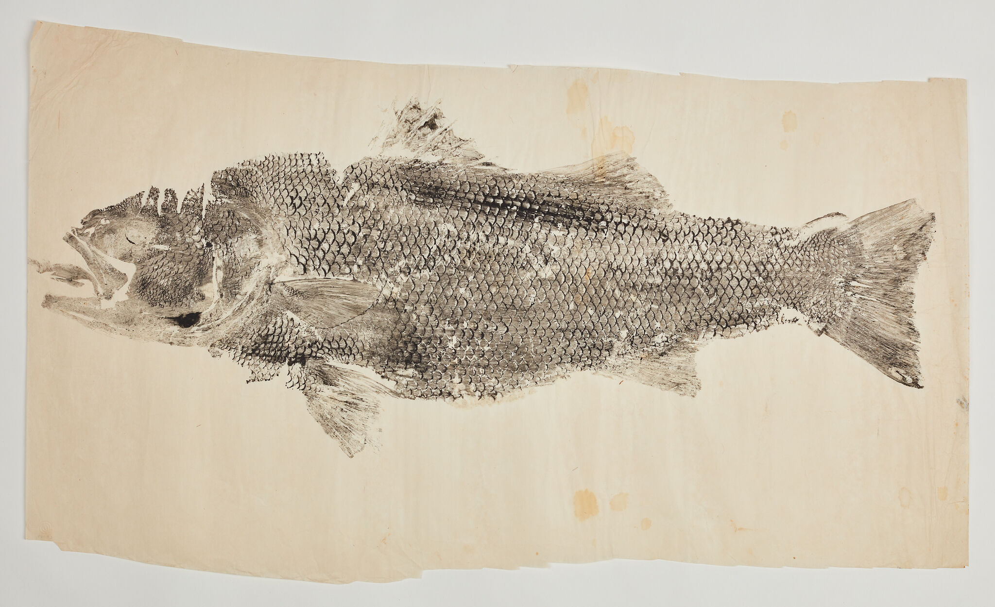 A detailed fish print on paper.