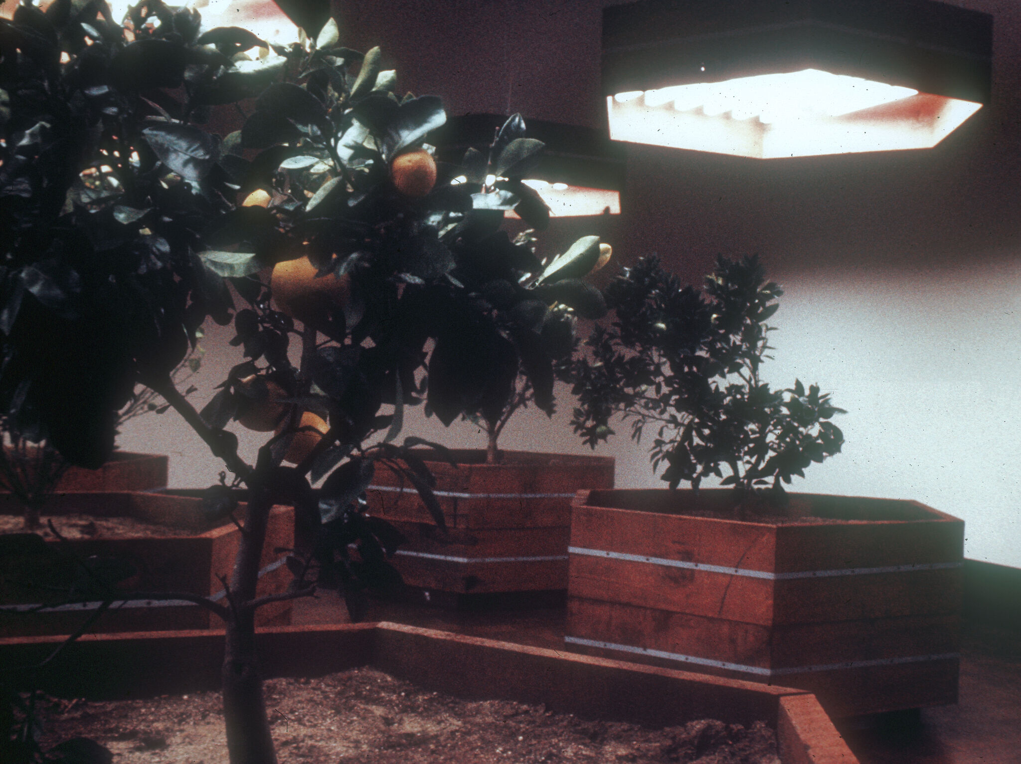 Citrus trees in wooden planters indoors with a geometric ceiling light fixture above.