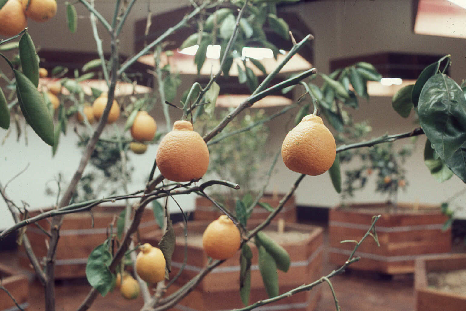 Orange fruits hanging from a tree with green leaves, indoors with wooden planters in the background.