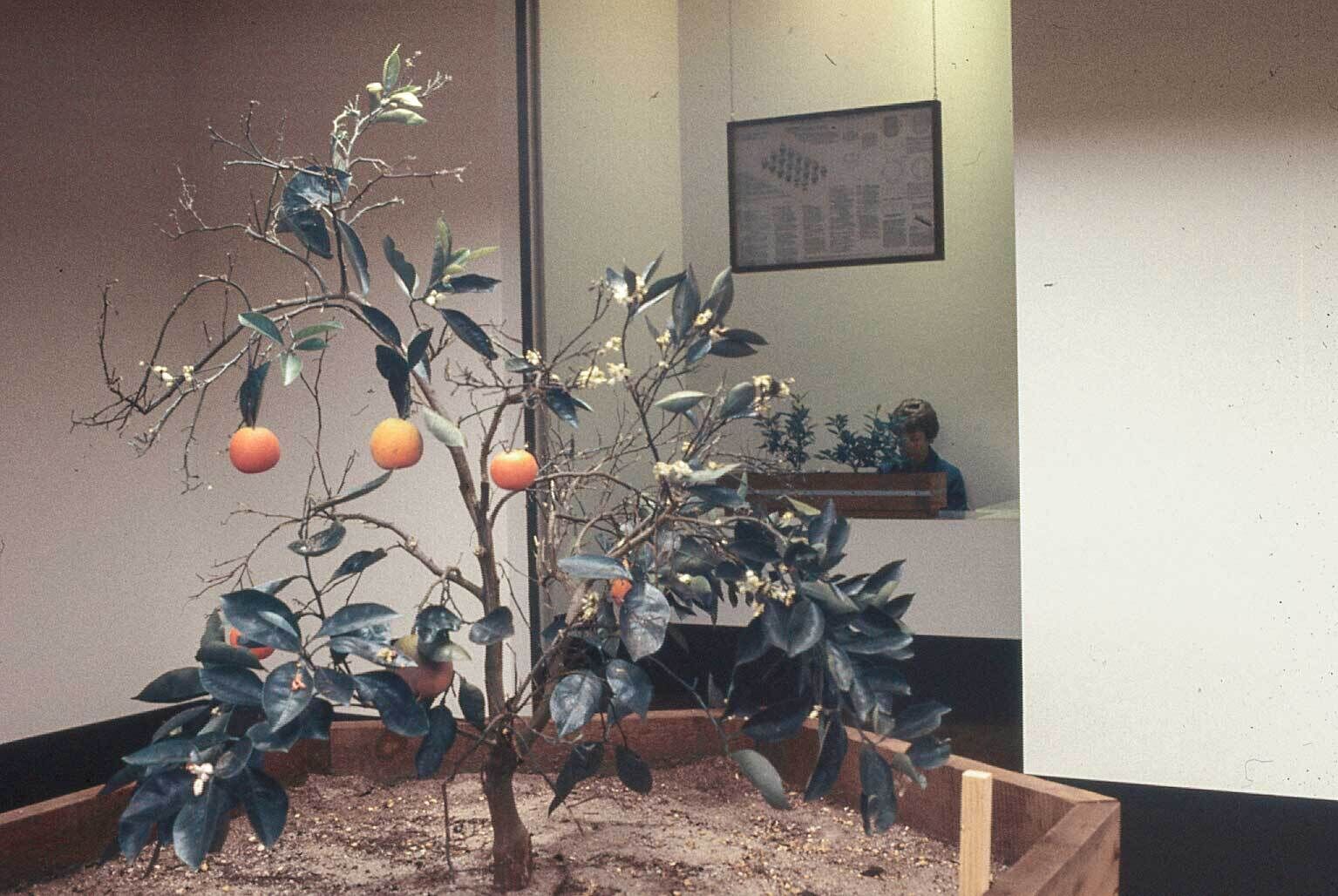 A small orange tree with ripe oranges in a wooden planter box indoors, with a person working at a desk in the background.