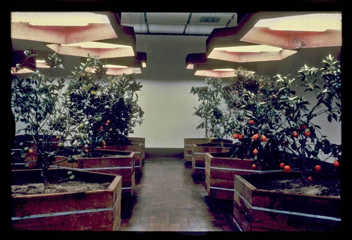 Orange fruits hanging from trees with green leaves, indoors inside wooden planters.