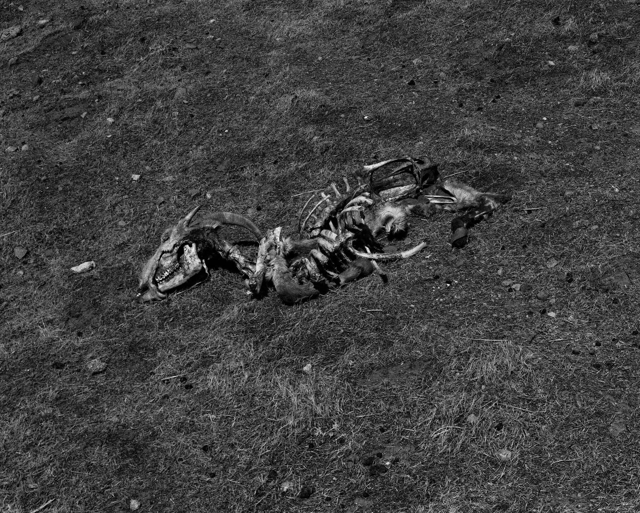 A black and white photograph of a decomposed animal carcass lies on dry, barren ground, with visible bones and remnants of fur.