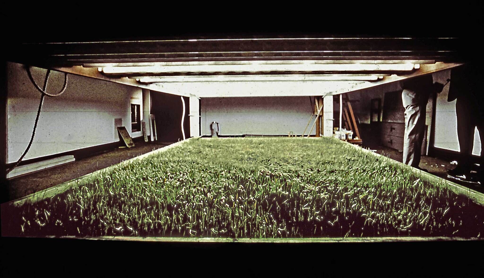 A close-up view of a grass-covered surface under artificial lighting, with two people standing in the background.