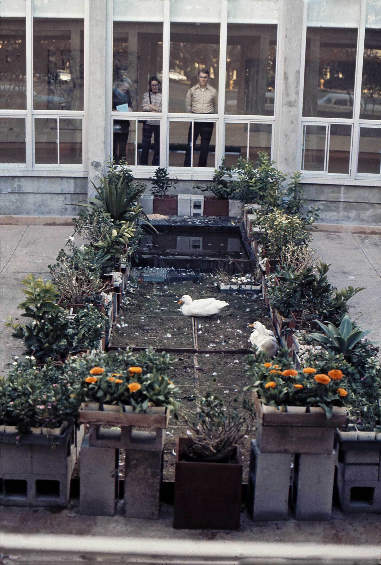 A small garden with a pond and ducks, surrounded by potted plants and flowers. Three people are looking through the windows in the background.