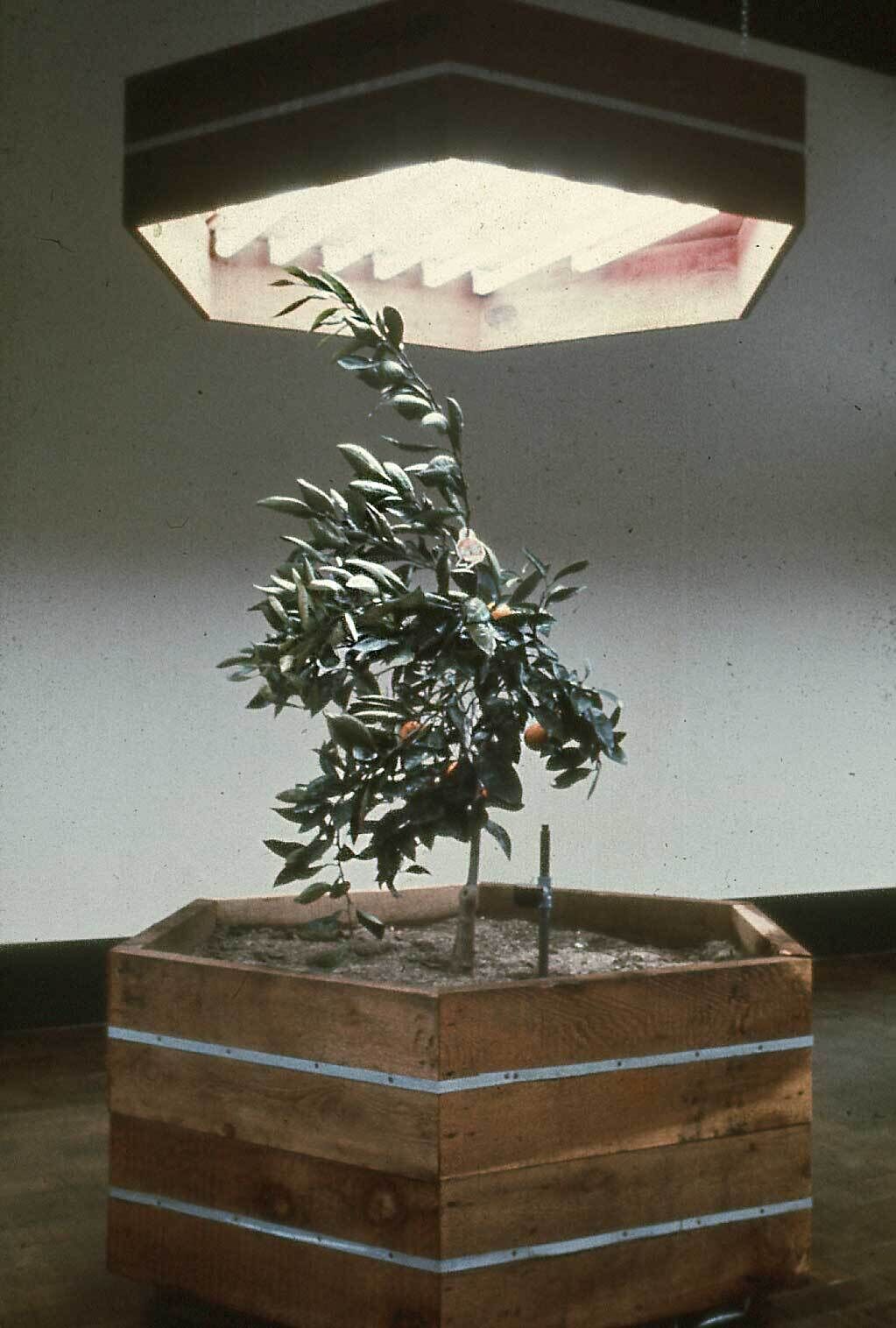 A small tree with green leaves and orange fruits grows in a wooden planter box, illuminated by a large overhead light fixture.