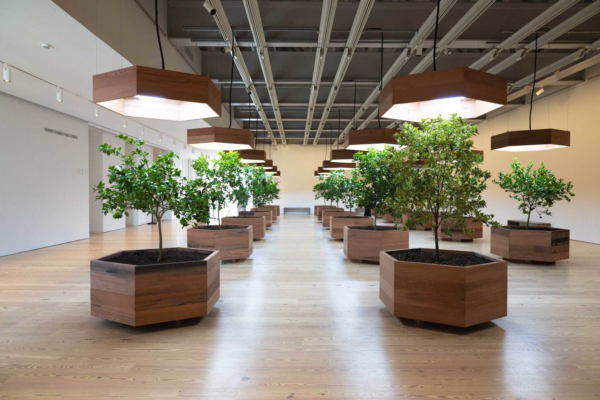 Indoor garden with small trees in wooden planters, illuminated by large hanging lights, arranged in rows on a wooden floor.